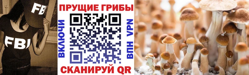 Псилоцибиновые грибы GOLDEN TEACHER  Купить  Бирюсинск 